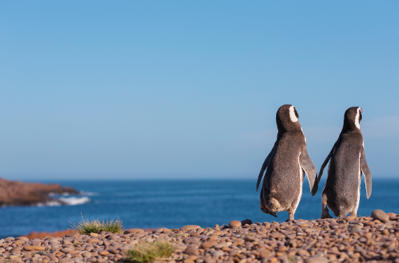 Two penguins on the shores of a beach in Patagonia, Argentina
