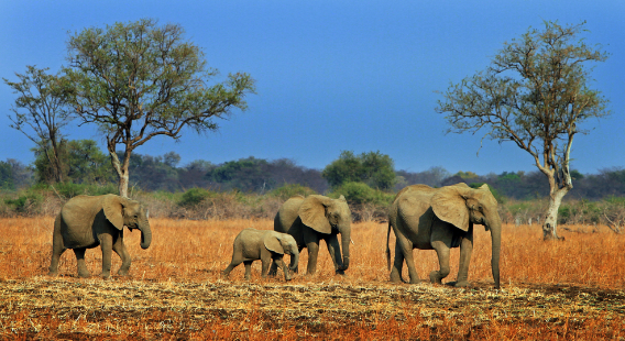 A herd of elephants in Zambia's Luangwa River valley.